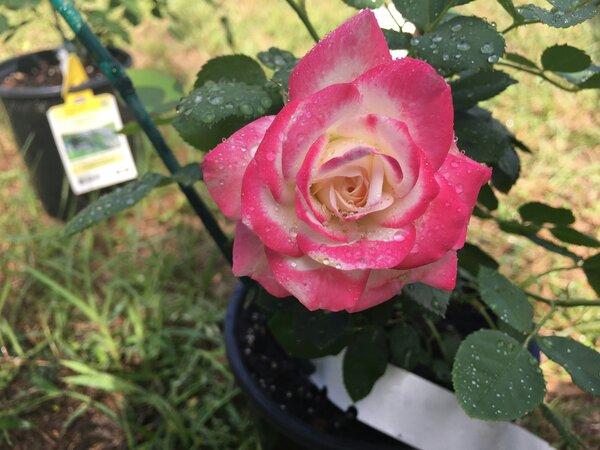 Nahaufnahme einer rosa-weißen Rose in einem Blumentopf.